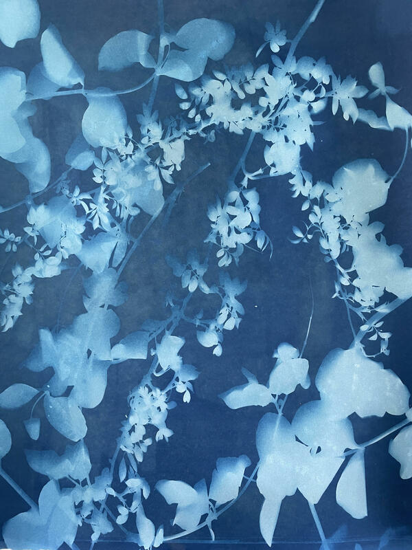 Cyanotype silhouette of leaves and branches