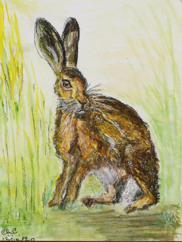 Hare, charcoal & watercolour (class study)