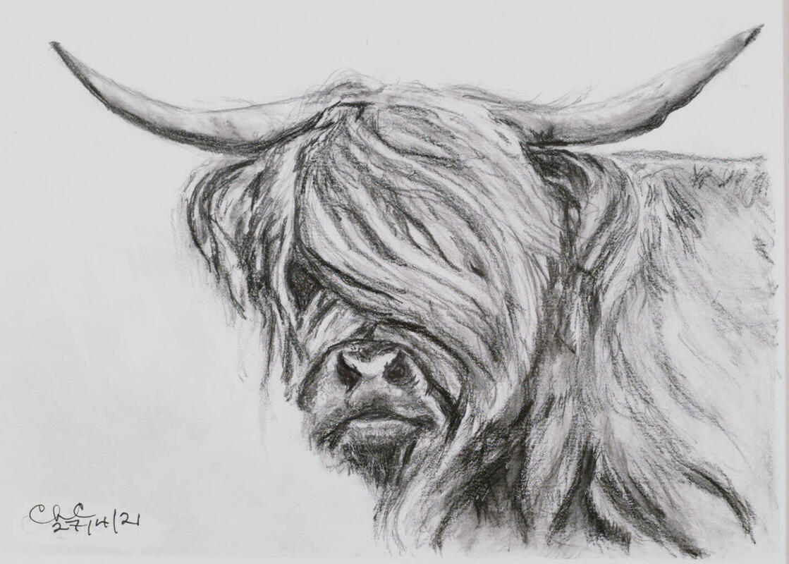 Highland Cow, charcoal & graphite (class study)