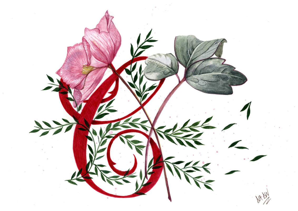 Clematis Botanical Illustration