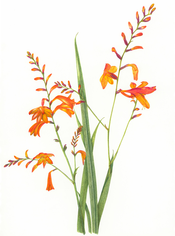 crocosmia botanical illustration