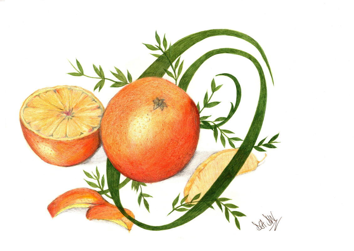 Vitamin C Botanical Illustration