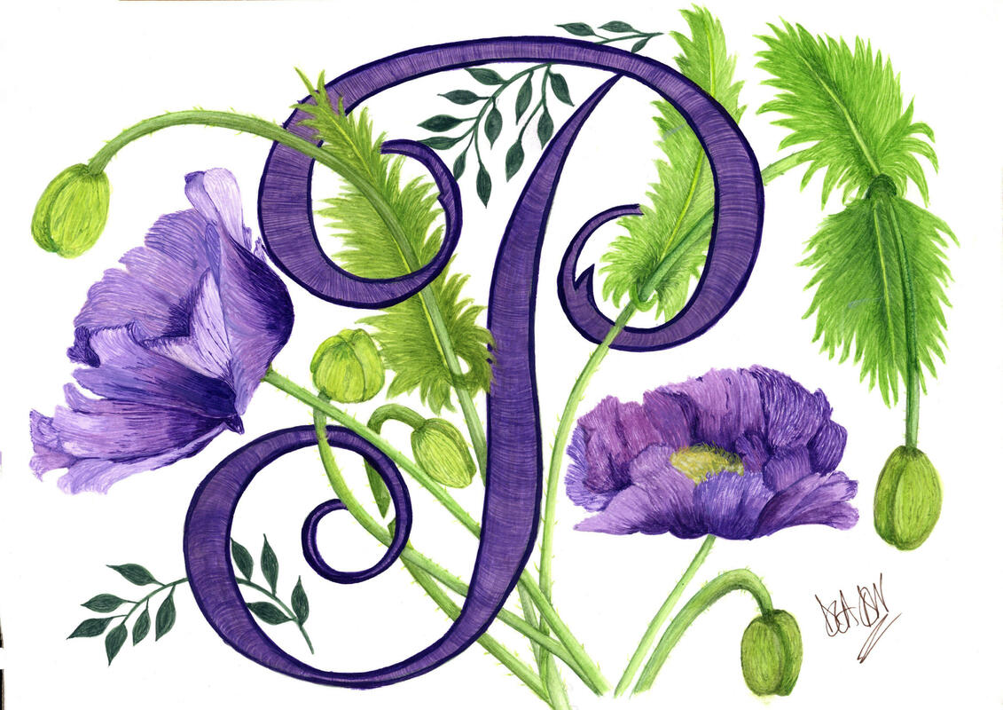 Purple Poppy Botanical Illustration