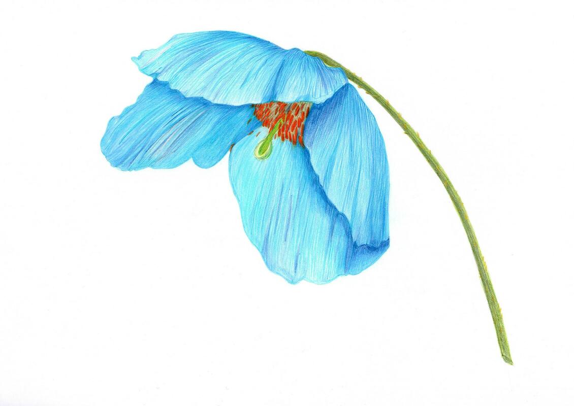 Himalayan Prickly Blue Poppy Botanical Art
