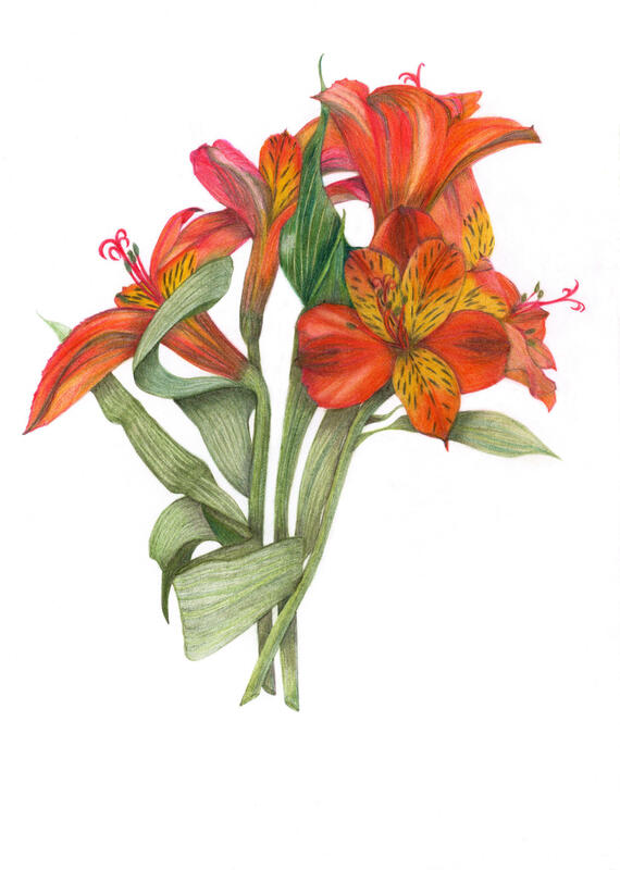Peruvian Lily Botanical Art