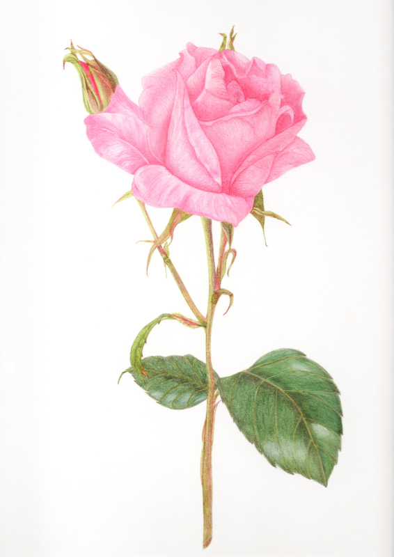 Rosa chinensis, China Rose