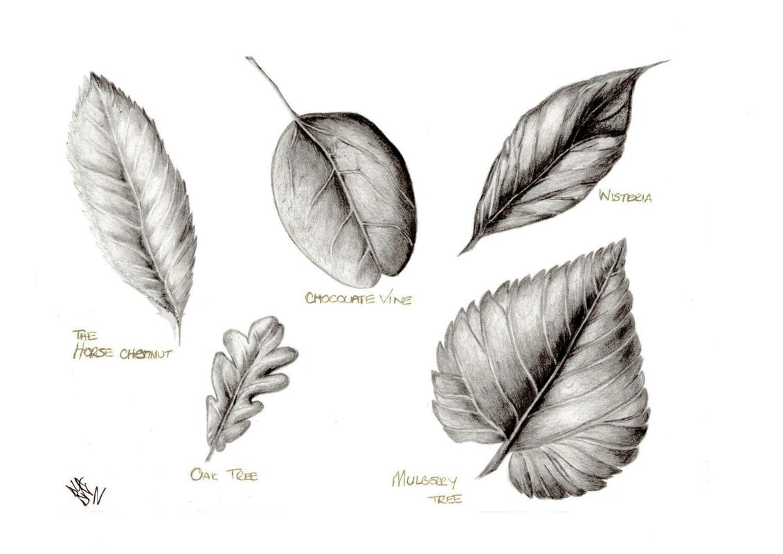 Leaves Pencil Illustration