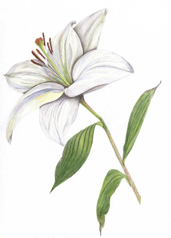 White Lily Botanical Illustration