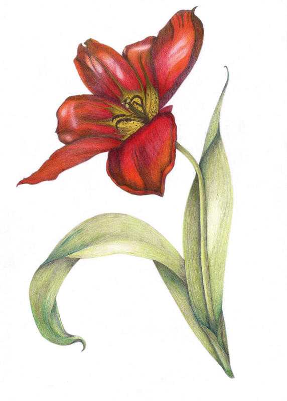Garden Tulip Botanical Art