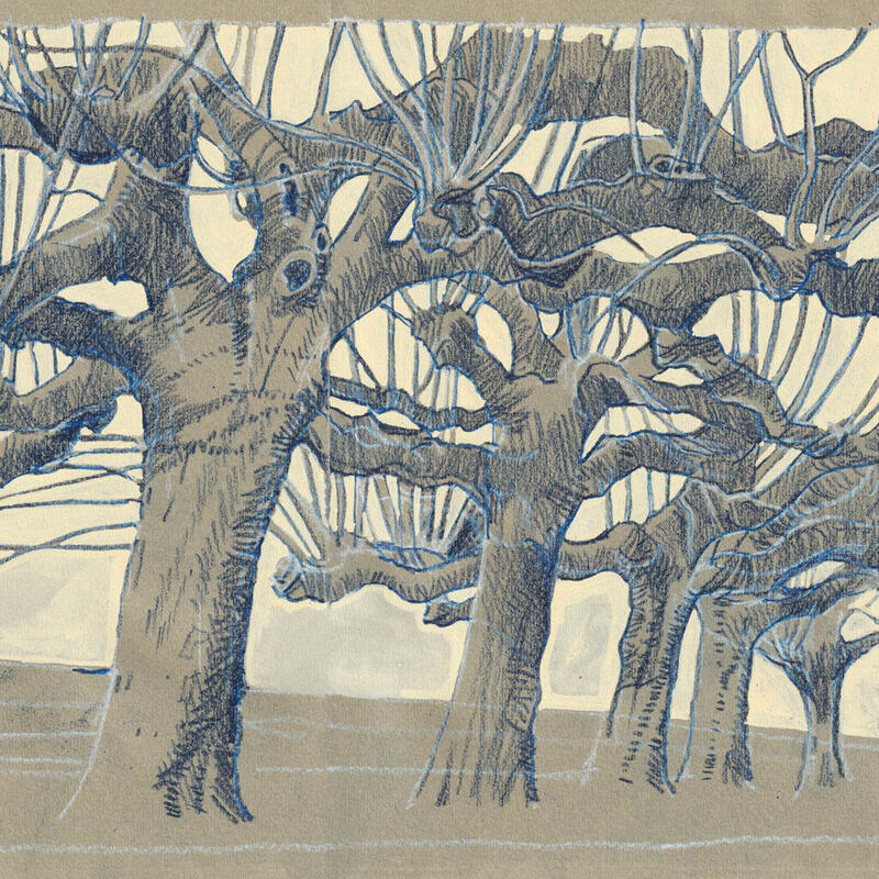 Wax crayon sketch of chestnut trees in Worcester