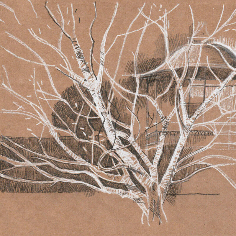Wax crayon sketch of maple tree in Priory Park