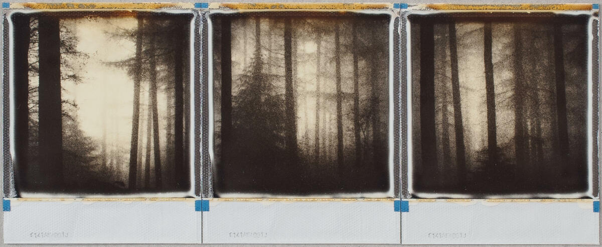 'forest edge' – Polaroid instant film