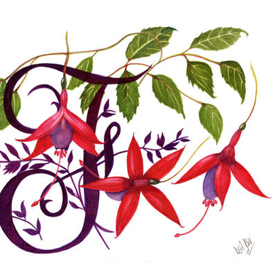 Watercolour Fuchsia Botanical Illustration