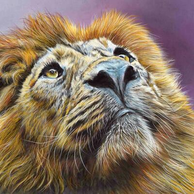 Lion looking for guidance. Pastel and watercolour  Pencil.