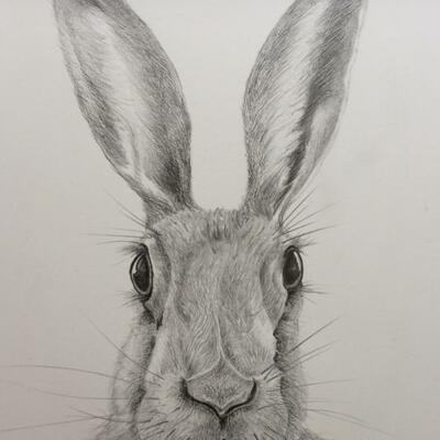 Graphite Hare