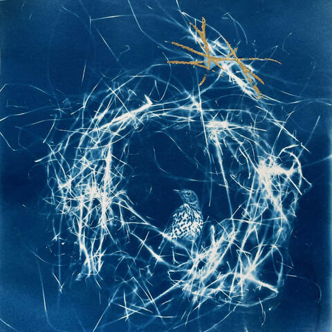 Cyanotype print bird nest
