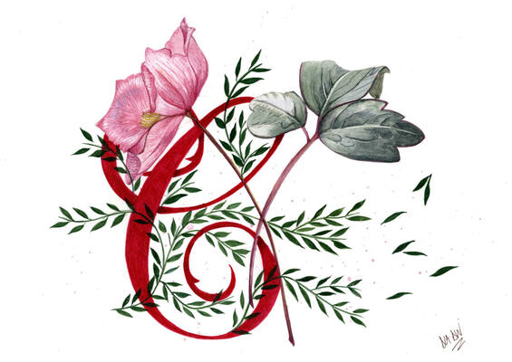 Watercolour Clematis Botanical Illustration 