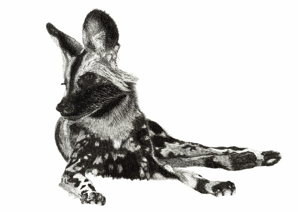Pen and Ink drawing of a Painted African Wild Dog