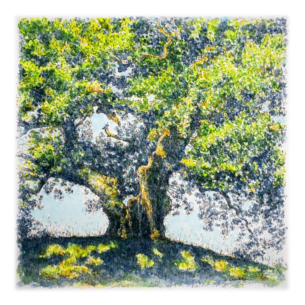The Sentinel, oak tree in Devon painted in watercolour and ink.