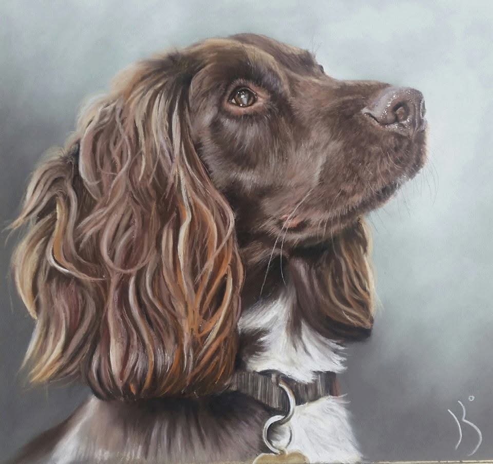 Soft and pencil pastel of a spaniel