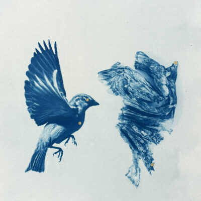 Anne Guest - bird looking plastic face on