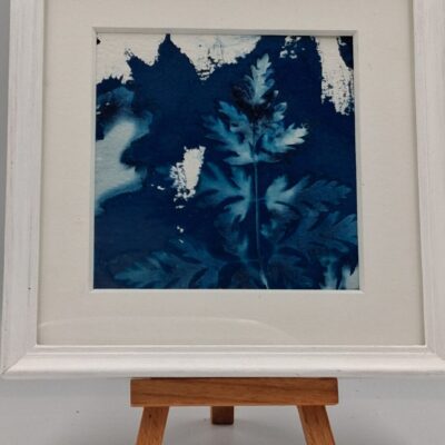 Claire Pritchard - Cyanotype - Hawthorn in the wind