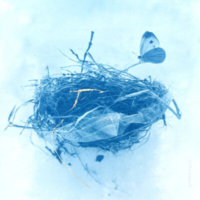 Anne Guest - butterfly on a nest