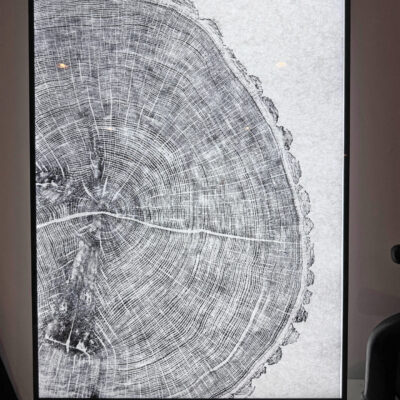 Julian Bull (Visibull Art & Design) - A1 size LED Light Box featuring a section of a 147yr old Oak Tree.