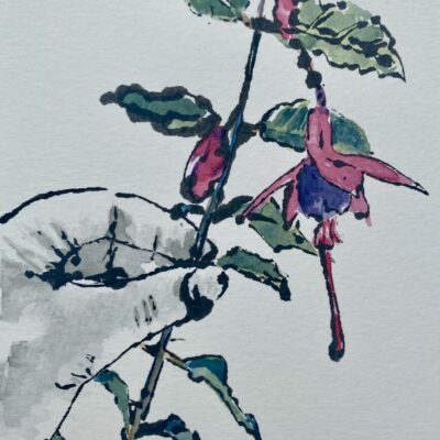 Gillian Simpson - Fuschia - blotted line ink with watercolour