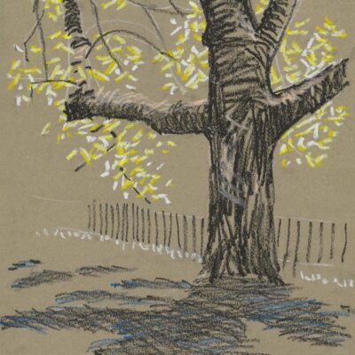Jim Morris - Sakura Cray-pas oil pastel sketch of a tree in Priory Park (detail)