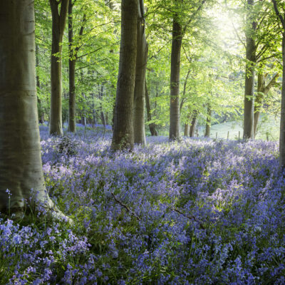 Kate Barry Bluebell Woods at Sunrise