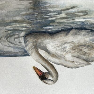 Rashu Brauchli - Swan-watercolour