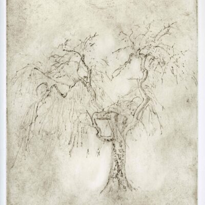 Alison Tidmarsh - Fraxinus excelsior 'Pendula', Intaglio: Drypoint Etching: Watercolour Paper Cranfield Safe Wash Ink