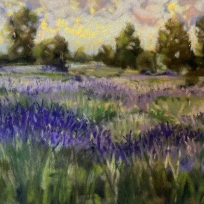 Moira Savage - Cotswold Lavender, Broadway, Worcestershire. Soft pastel on paper.