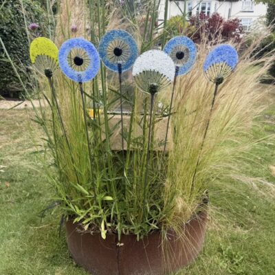 Susan Burton - Allium flowers