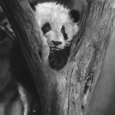 Sarah Stokes - Panda Blues