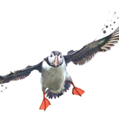 Sarah Stokes - Watercolour puffin