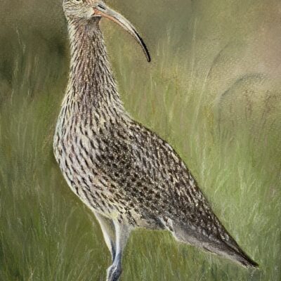 Jude Sullivan - Curlew