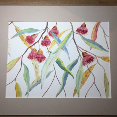 Robert Webster - Eucalyptus