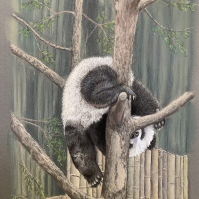 Jude Sullivan - Acrobatic Panda