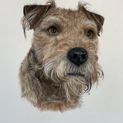 Jude Sullivan - Lakeland Terrier