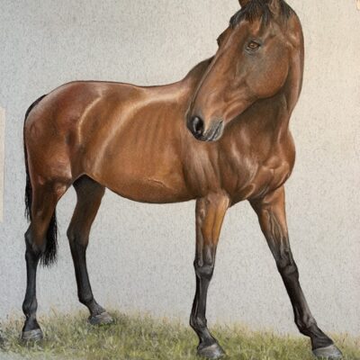 Jude Sullivan - Thoroughbred horse