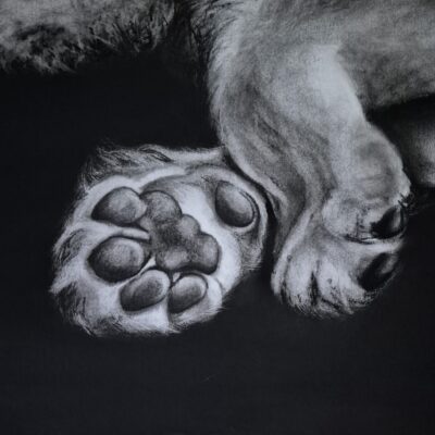 Jaime Moore - These paws tell a story
