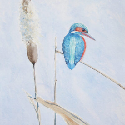 John Horton - Kingfisher on Bullrush