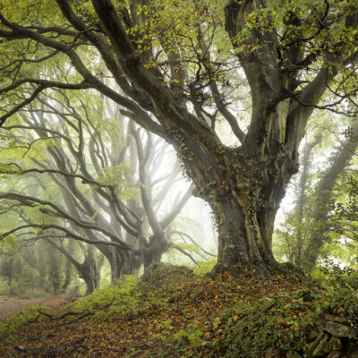 Kate Barry - Majestic Beeches