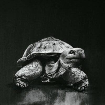 Jaime Moore - Giant of the Galapagos