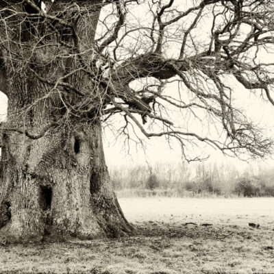 Kate Barry - Ancient Oak