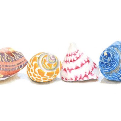 Kirstie Trobe - Four Shells