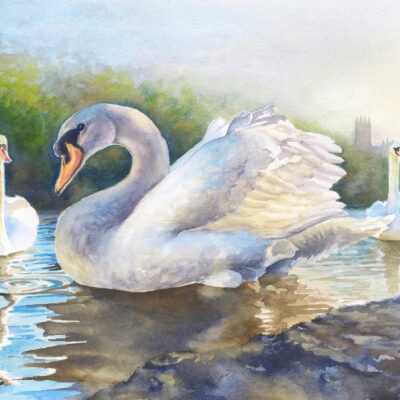 Kirstie Trobe - Severn Swans