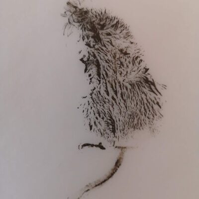 Alison Griffin - Monoprint of a found deceased Shrew